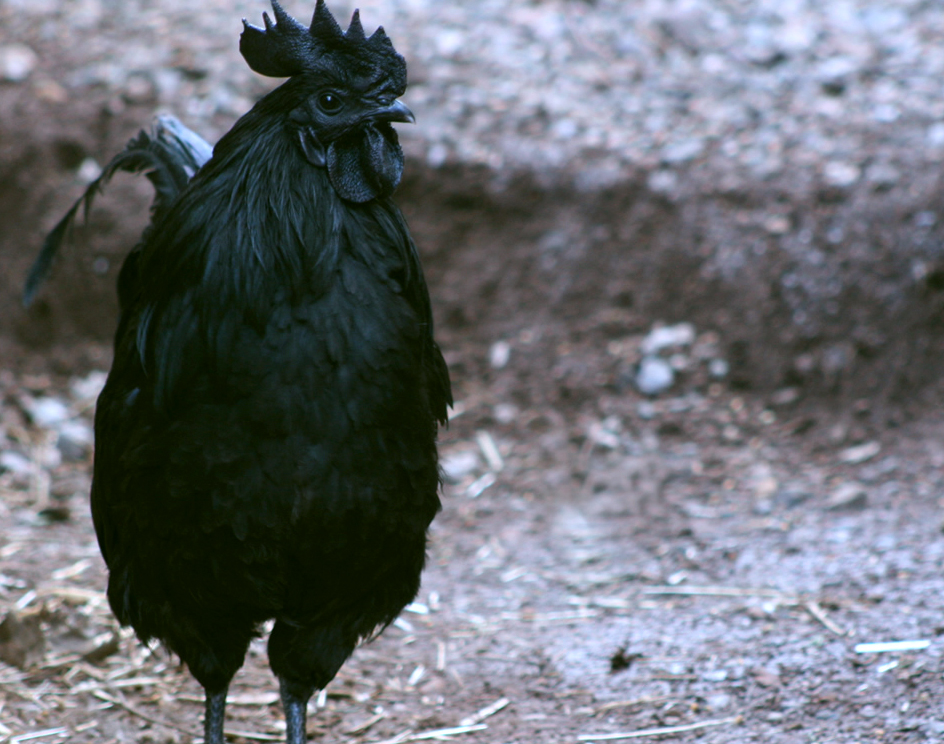 Ayam Cemani