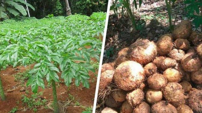 Peluang Usaha Budidaya Tanaman Porang