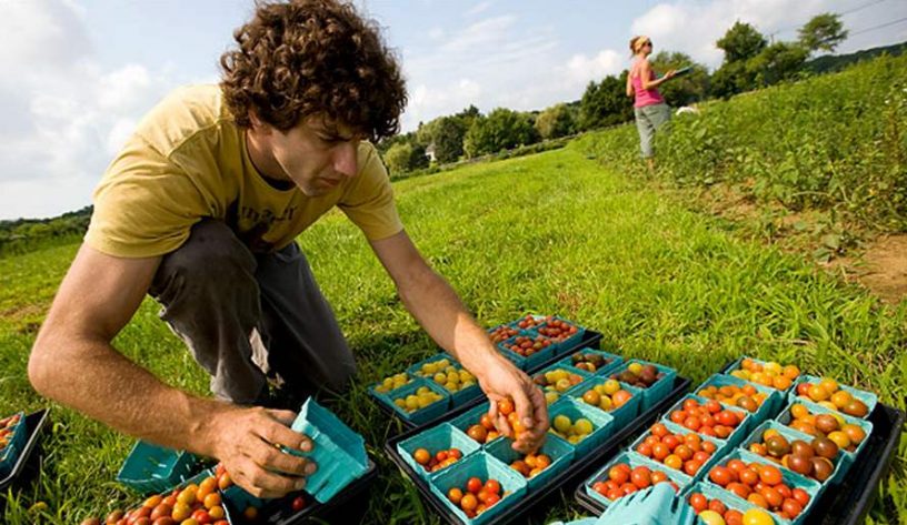 Peluang Usaha Peternakan Ayam di Desa