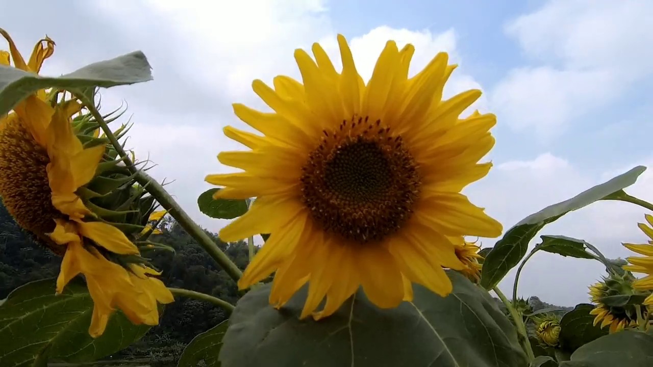 Budidaya Bunga Matahari