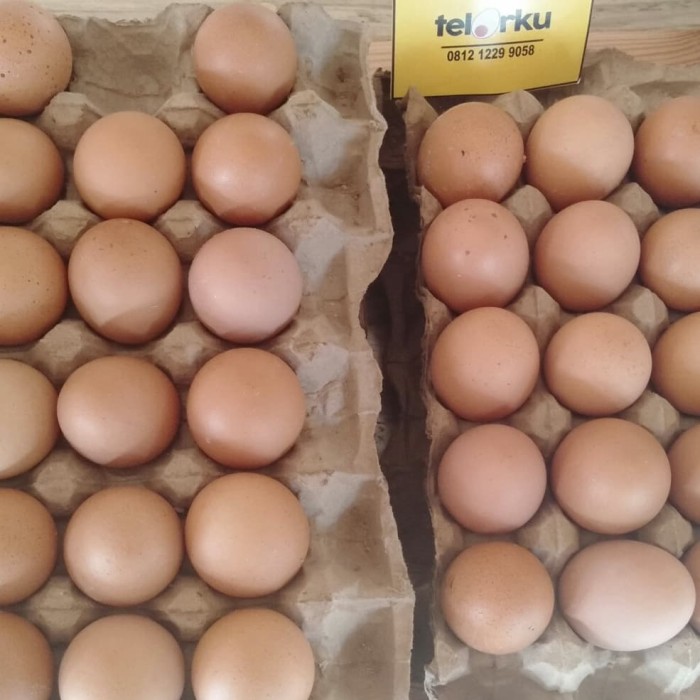 telur ayam negeri