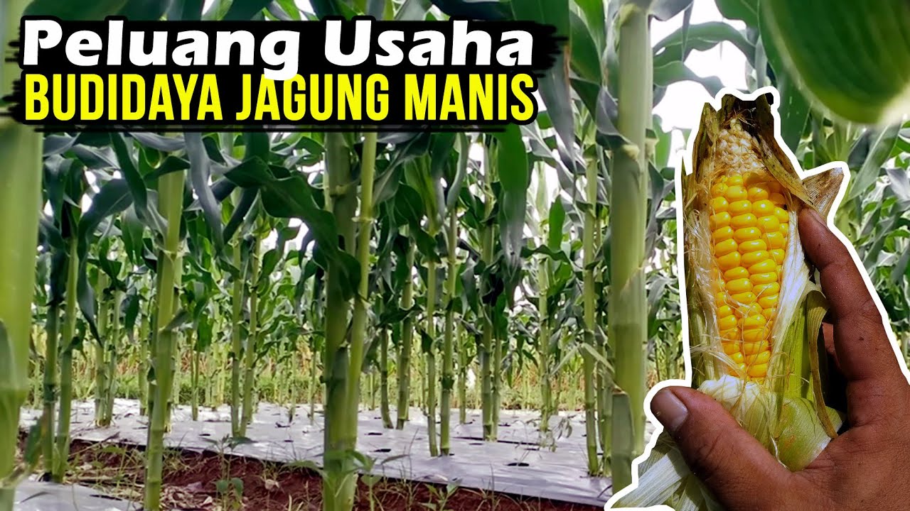 Budidaya Jagung Manis
