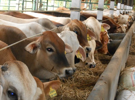 15 Peluang Usaha Ternak Menguntungkan Menjanjikan di Masa Depan