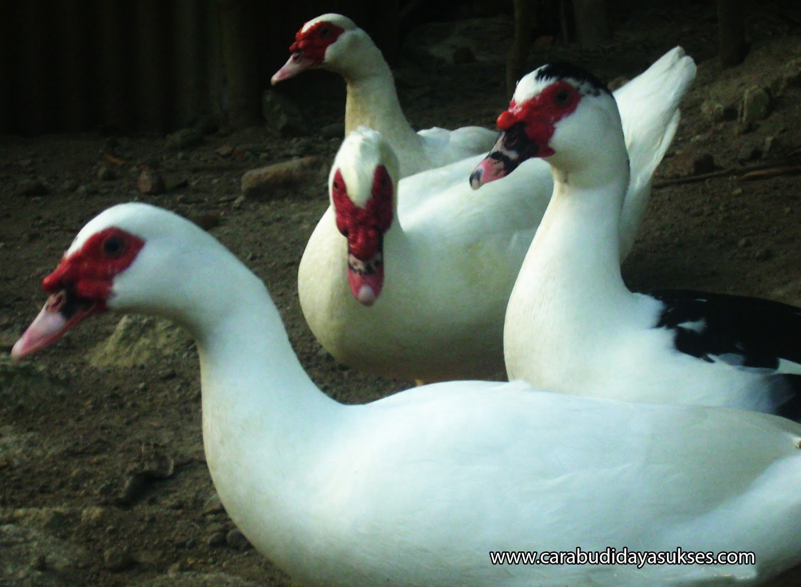 Budidaya Hewan Ternak Entog (Bebek)