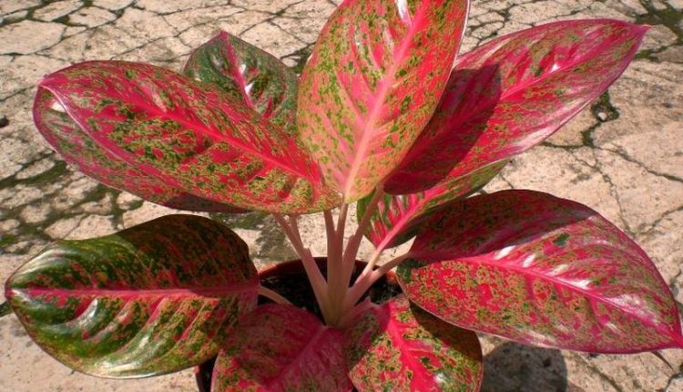 Cara budidaya Aglaonema