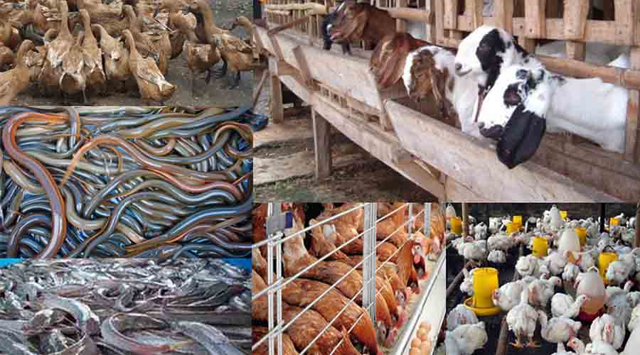 Peluang Usaha Ternak yang Menjanjikan