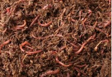 Budidaya Cacing Tanah